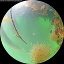 ./images/calvert/underwater/20260821/underwater20260821_085001M.jpg