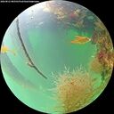 ./images/calvert/underwater/20260821/underwater20260821_085501M.jpg