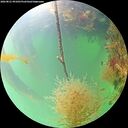 ./images/calvert/underwater/20260821/underwater20260821_091001M.jpg