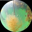 ./images/calvert/underwater/20260821/underwater20260821_095501M.jpg