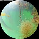 ./images/calvert/underwater/20260821/underwater20260821_100002M.jpg