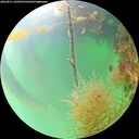 ./images/calvert/underwater/20260821/underwater20260821_100501M.jpg
