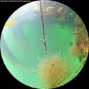./images/calvert/underwater/20260821/underwater20260821_101002M.jpg