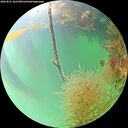 ./images/calvert/underwater/20260821/underwater20260821_101501M.jpg