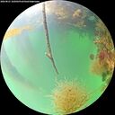 ./images/calvert/underwater/20260821/underwater20260821_102002M.jpg