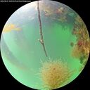 ./images/calvert/underwater/20260821/underwater20260821_102501M.jpg