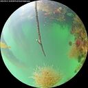 ./images/calvert/underwater/20260821/underwater20260821_103001M.jpg
