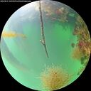./images/calvert/underwater/20260821/underwater20260821_103501M.jpg
