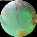 ./images/calvert/underwater/20260821/underwater20260821_104001M.jpg