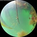./images/calvert/underwater/20260821/underwater20260821_104501M.jpg