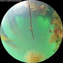 ./images/calvert/underwater/20260821/underwater20260821_112001M.jpg