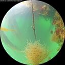./images/calvert/underwater/20260821/underwater20260821_112501M.jpg