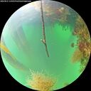 ./images/calvert/underwater/20260821/underwater20260821_114501M.jpg