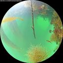 ./images/calvert/underwater/20260821/underwater20260821_121001M.jpg
