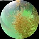 ./images/calvert/underwater/20260821/underwater20260821_133501M.jpg