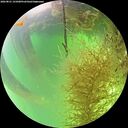 ./images/calvert/underwater/20260821/underwater20260821_141001M.jpg