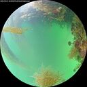 ./images/calvert/underwater/20260821/underwater20260821_165002M.jpg