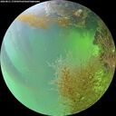 ./images/calvert/underwater/20260821/underwater20260821_174501M.jpg