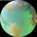 ./images/calvert/underwater/20260821/underwater20260821_180002M.jpg