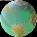 ./images/calvert/underwater/20260821/underwater20260821_191501M.jpg