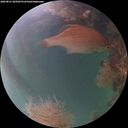 ./images/calvert/underwater/20260821/underwater20260821_205001M.jpg