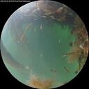 ./images/calvert/underwater/20260822/underwater20260822_063501M.jpg