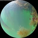 ./images/calvert/underwater/20260822/underwater20260822_072501M.jpg