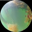 ./images/calvert/underwater/20260822/underwater20260822_081001M.jpg