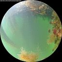 ./images/calvert/underwater/20260822/underwater20260822_081501M.jpg
