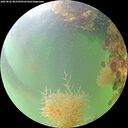 ./images/calvert/underwater/20260822/underwater20260822_083501M.jpg