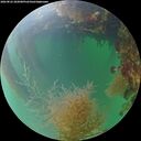 ./images/calvert/underwater/20260822/underwater20260822_202001M.jpg