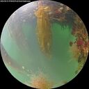 ./images/calvert/underwater/20260823/underwater20260823_070001M.jpg