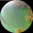 ./images/calvert/underwater/20260823/underwater20260823_090001M.jpg