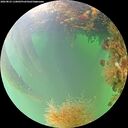 ./images/calvert/underwater/20260823/underwater20260823_110002M.jpg