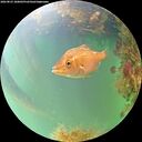 ./images/calvert/underwater/20260823/underwater20260823_180001M.jpg