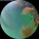 ./images/calvert/underwater/20260823/underwater20260823_195001M.jpg