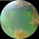 ./images/calvert/underwater/20260824/underwater20260824_073502M.jpg