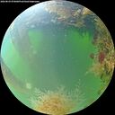 ./images/calvert/underwater/20260824/underwater20260824_074001M.jpg