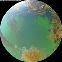 ./images/calvert/underwater/20260824/underwater20260824_074501M.jpg