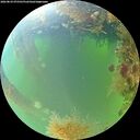 ./images/calvert/underwater/20260824/underwater20260824_075501M.jpg