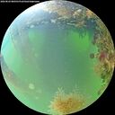./images/calvert/underwater/20260824/underwater20260824_080501M.jpg