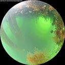 ./images/calvert/underwater/20260824/underwater20260824_102501M.jpg