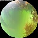 ./images/calvert/underwater/20260824/underwater20260824_141001M.jpg