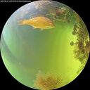 ./images/calvert/underwater/20260824/underwater20260824_143501M.jpg
