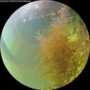 ./images/calvert/underwater/20260824/underwater20260824_150001M.jpg