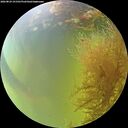 ./images/calvert/underwater/20260824/underwater20260824_151501M.jpg