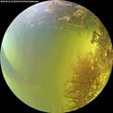 ./images/calvert/underwater/20260824/underwater20260824_153001M.jpg