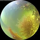 ./images/calvert/underwater/20260824/underwater20260824_154501M.jpg