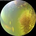 ./images/calvert/underwater/20260824/underwater20260824_155001M.jpg
