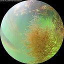 ./images/calvert/underwater/20260824/underwater20260824_164001M.jpg